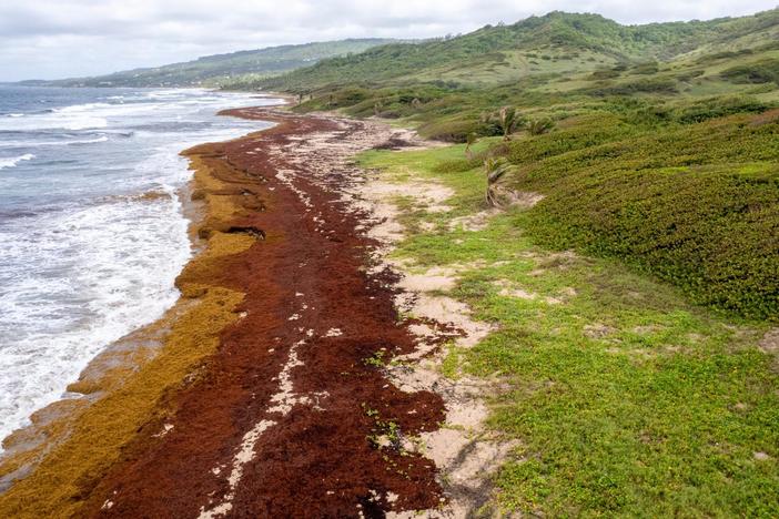 A 5,000-mile-long mass of seaweed is coming to shore. Here’s what will happen