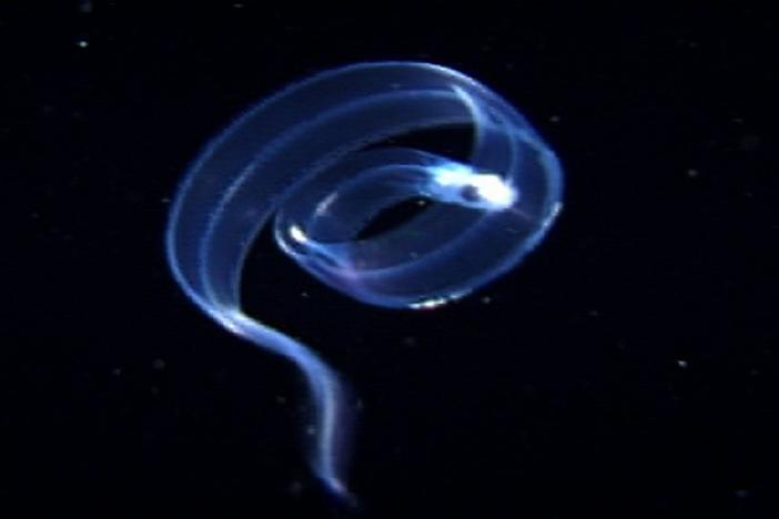 The remarkable life cycle of the eel, a catadromous fish found all over the globe.