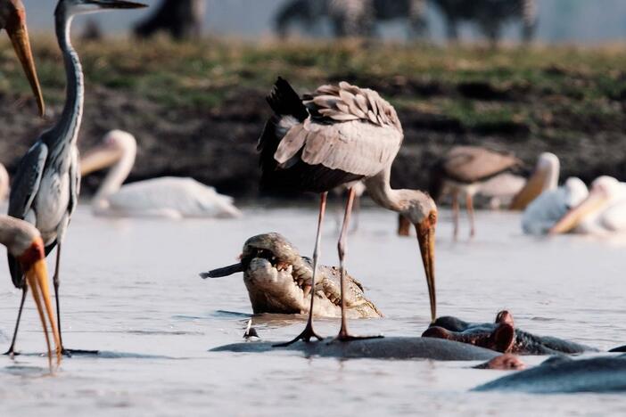 Waterhole crocodiles team up with unlikely allies to trap helpless catfish.