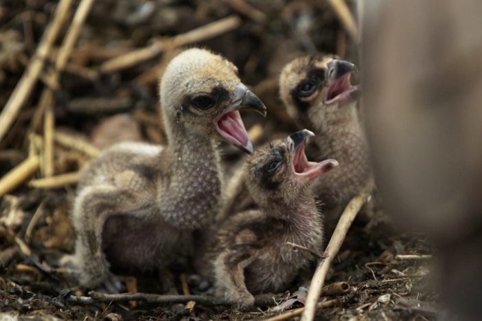 Within moments after the first chick hatches from her eggs, a feeding ritual begins.