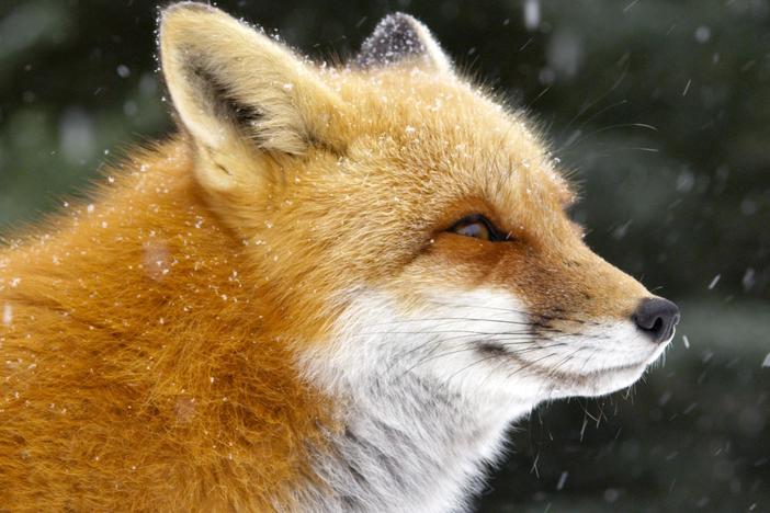 Discover the red fox, an intelligent and adaptable canid.