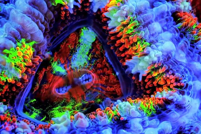 Take a look at the many colors visible at night on the Great Barrier Reef.
