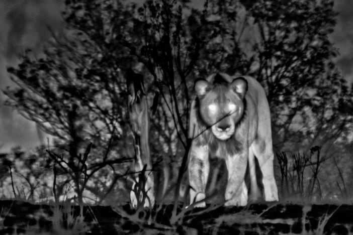 Thermal cameras capture the pride using their profound night vision to hunt tsessebes.