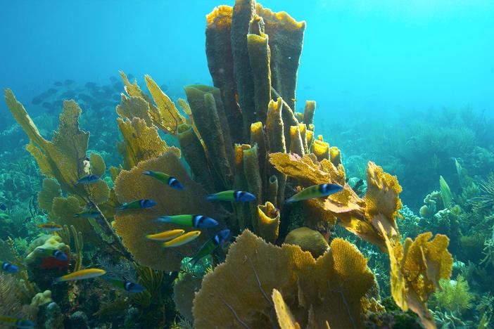 A Caribbean coral reef discovery marks a new chapter in understanding and saving corals.