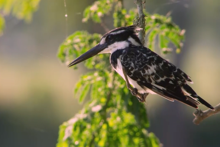 Bird expert Greg Davies hears a lot more in a bird's call than a pretty song.