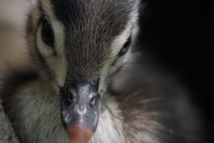 A young wood duckling jumps from its tree nest to reach its mother. 