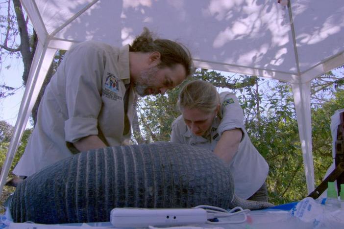 Take a close look at a South American giant!