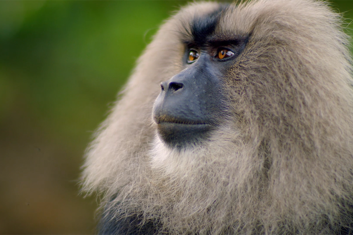 There are few animals sneakier than Lion-tailed macaques.