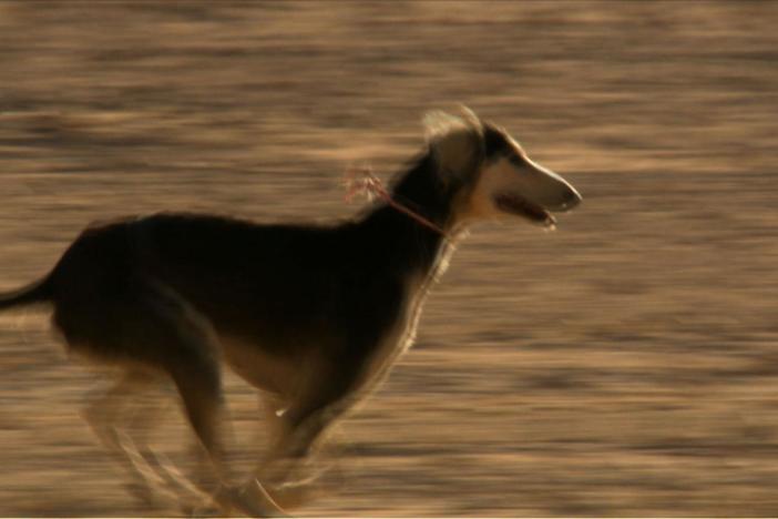 For 6,000 years, the Bedouin have bred Saluki for speed.