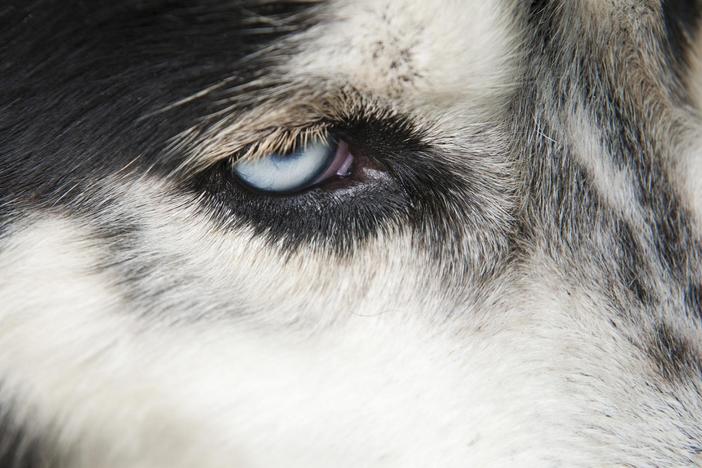How do dogs, sharks, dolphins, or birds experience the world? 