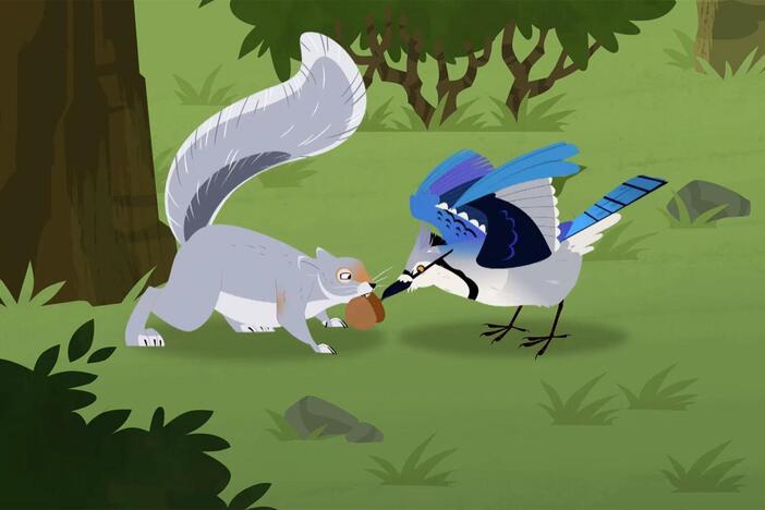 Chris and Martin see a squirrel and a blue jay fighting over an acorn.