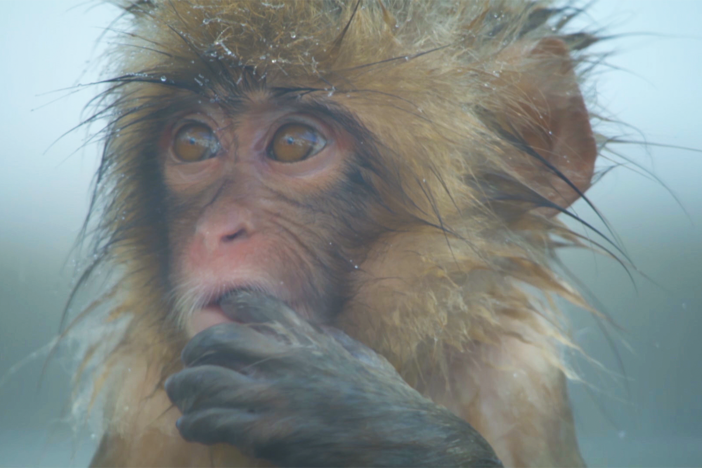 Spy Macaque makes friends in the spa, including a curious baby.
