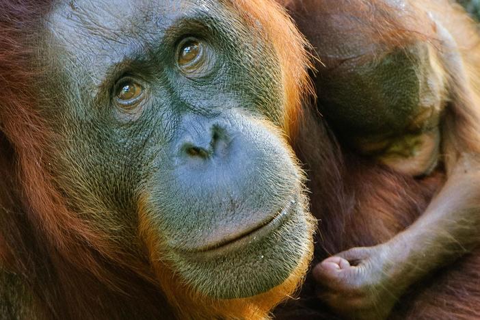 Twentinolosa spends almost every day with the orangutans that dwell in Borneo's forests.