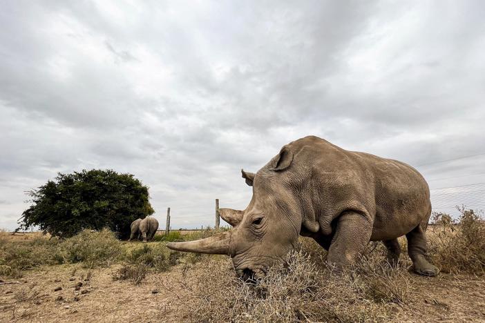 Can these scientific breakthroughs save the northern white rhino from extinction?