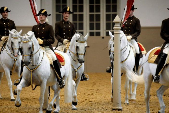The striking white Lipizzaner stallions have been thrilling audiences for centuries.