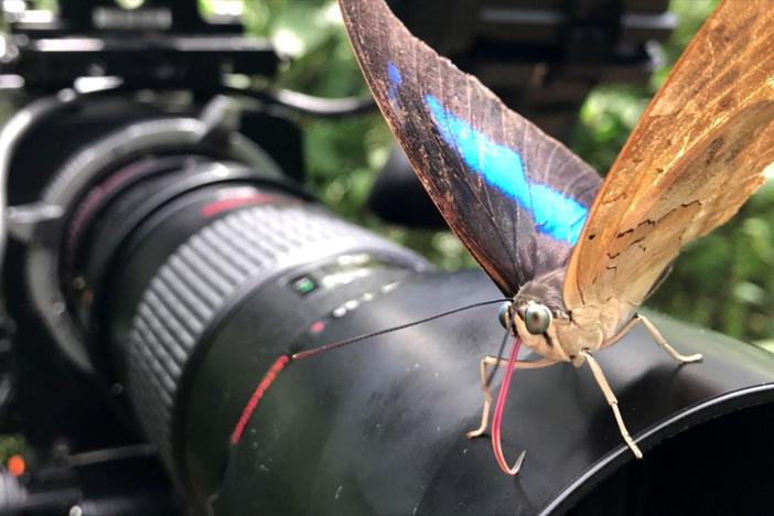 Learn how the Sex, Lies and Butterflies filmmakers captured their incredible footage.