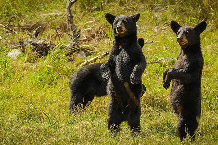 Ranchers in the Serranias del Burro provide much needed refreshment for bears.