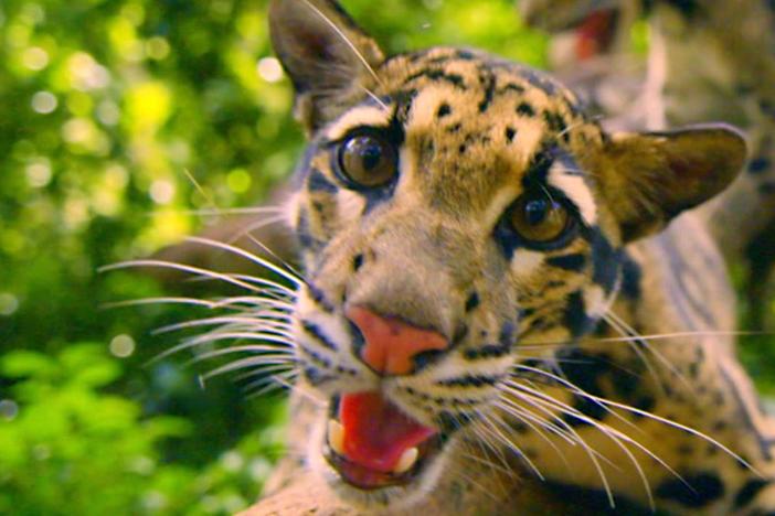 The clouded leopard moves more like a monkey than a cat. 