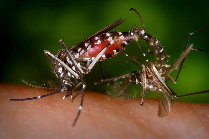 The number of pregnant women in the U.S. infected with Zika virus has tripled to 157.