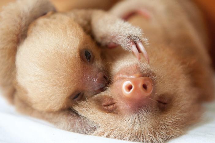 Growing up in the wild is tough, but what happens when young animals lose their parents?