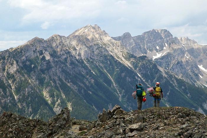 In the high country, it’s an uphill battle to save the imperiled whitebark pine.