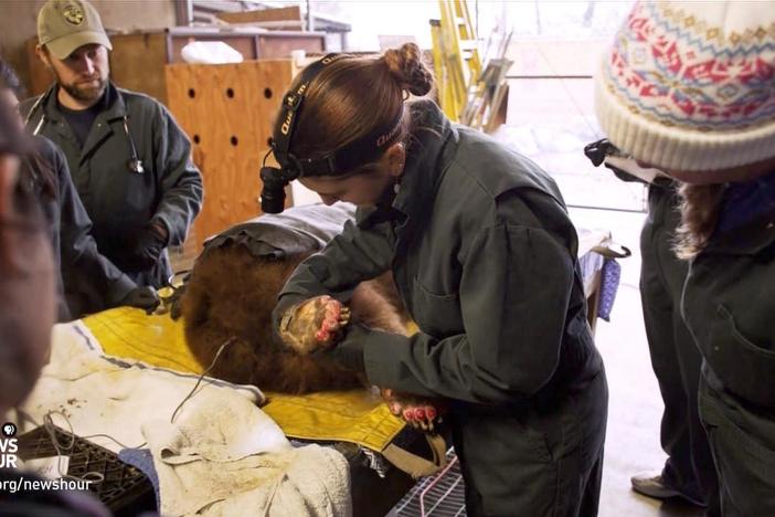 Veterinarians used a treatment never tried before on animals.