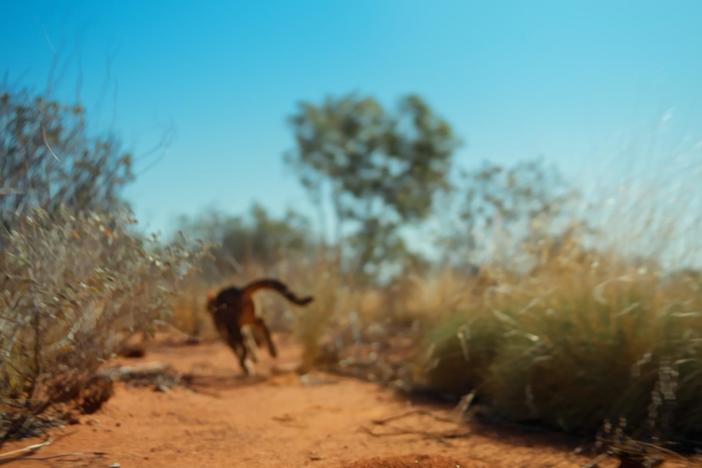 M. Sanjayan visits the Kiwirrkurra community and learns how they control invasive species.