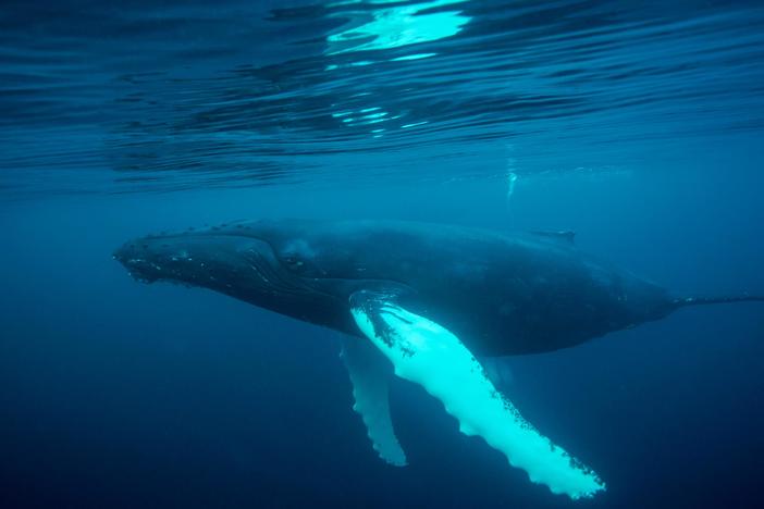 Drones are revolutionizing how we study humpback whales