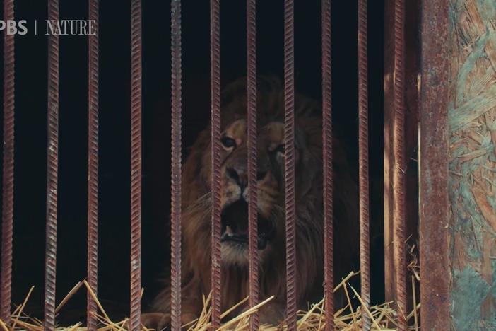 New film shows the toll Russia’s invasion has taken on animals in Ukraine