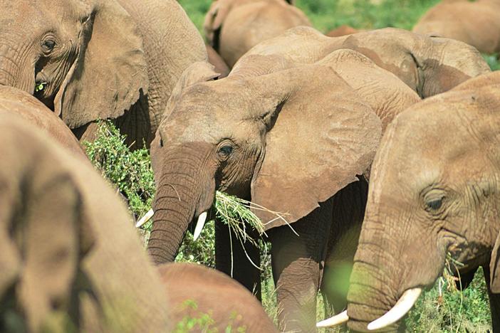 In an act never before filmed, a group of elephants feast on weaver bird nests.