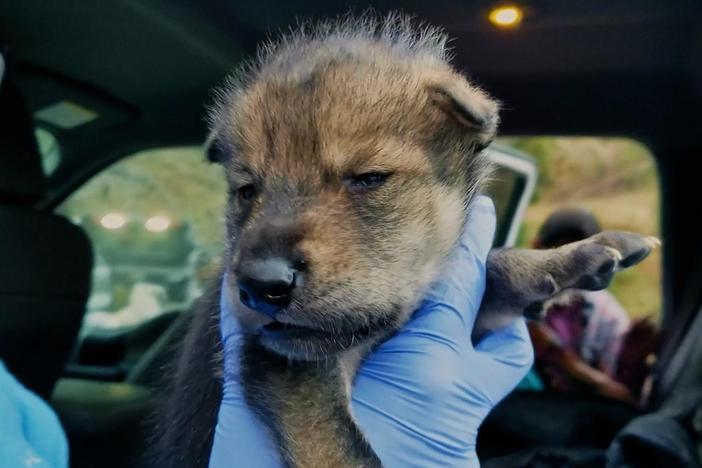 These conservationists are working to save endangered red wolves.