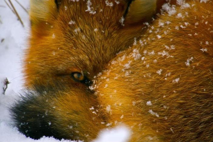 Red foxes are moving further north following the encroachment of the tree line.