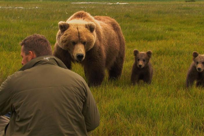 Nadie and her cubs come within feet of ecologist and bear biologist Chris Morgan.