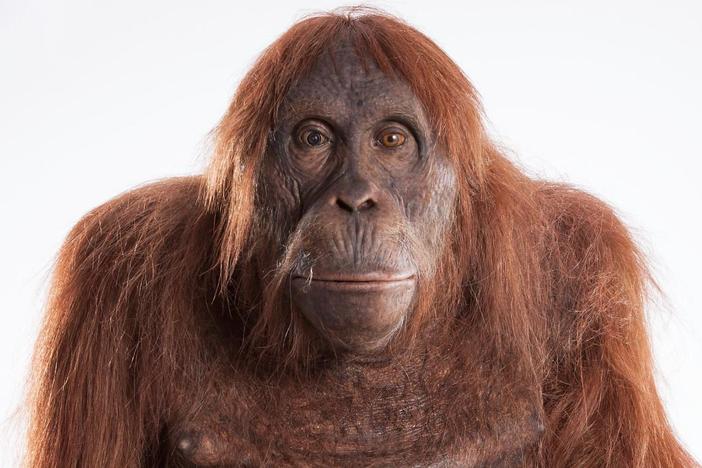 This five-part mini-series employs over 30 animatronic “spycams” disguised as animals.
