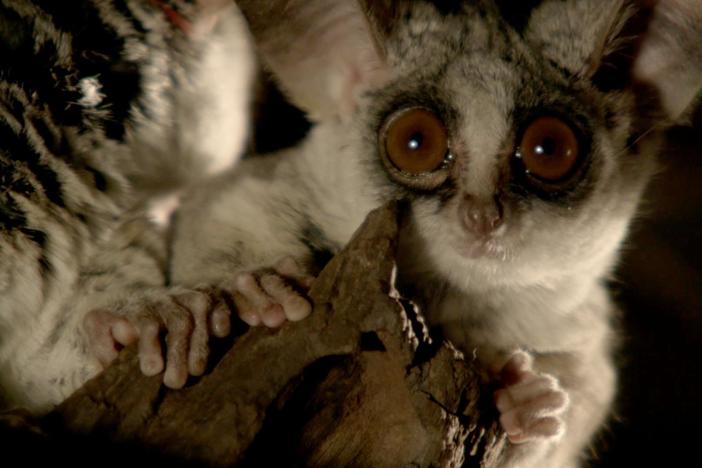 The Southern Lesser Galago is perfectly adapted to hunt insects at night.