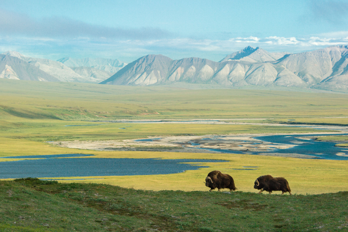 Follow the planet’s longest land-animal migration on the Arctic National Wildlife Refuge.