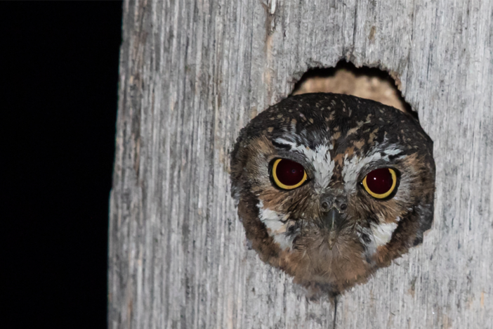 Watch the elf owl, the smallest owl in the world, hunt food for its chicks.