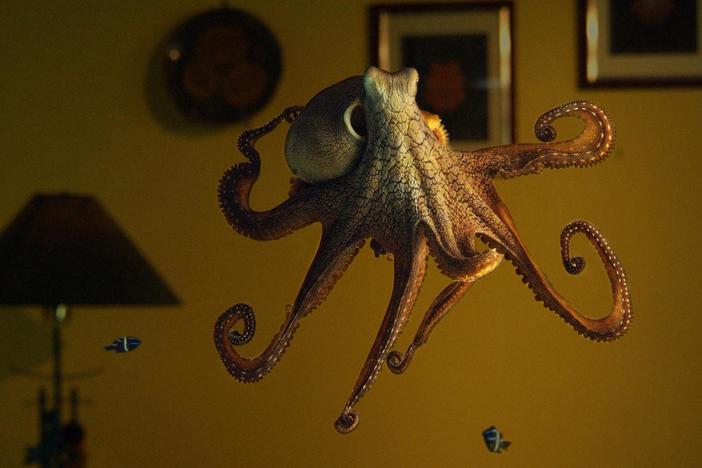 An Alaskan professor raises an octopus in his home.