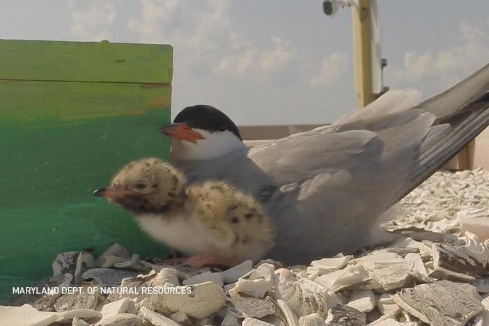 A ‘Hail Mary’ for Maryland shorebirds pays off