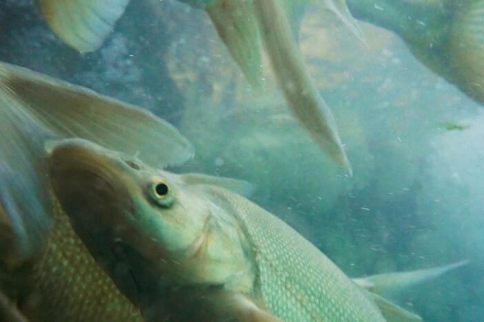 USGS biologists tag humpback chub to monitor life in a changing Grand Canyon river.