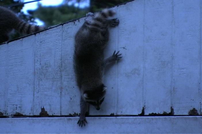 A raccoon mother gathers her kits for a trip into the city.