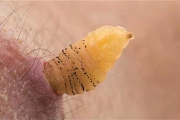Could you love a baby botfly?