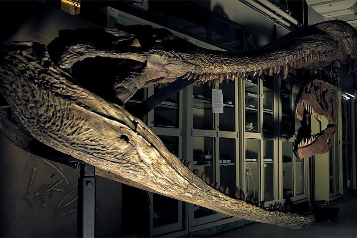 Follow scientists trying to determine which giant animal was the apex predator