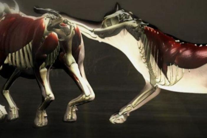 Discover how a lion is able to bring down its prey, a hulking adult wildebeest.