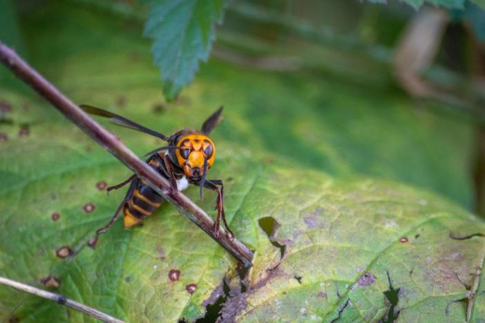 How WA state is attempting to eradicate the Murder Hornet