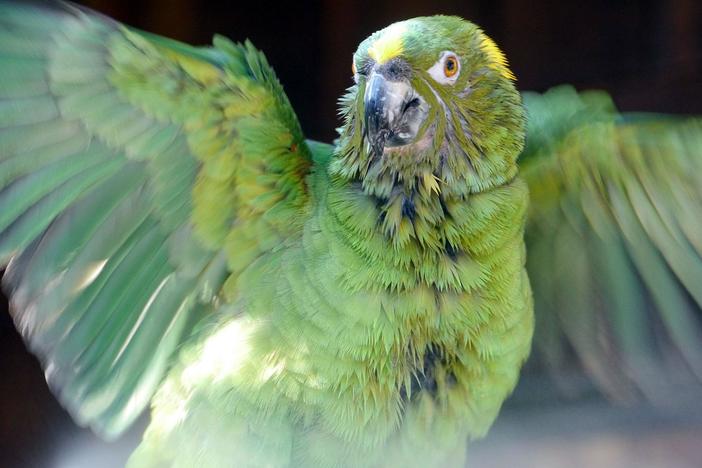 Parrots and the bittersweet world they share with humans.