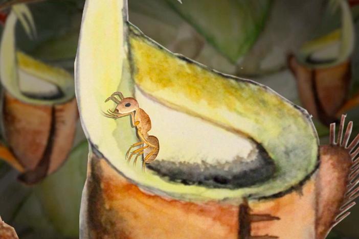 Ant eats plant's parasites. Plant eats ant's poop. It's the circle of life.