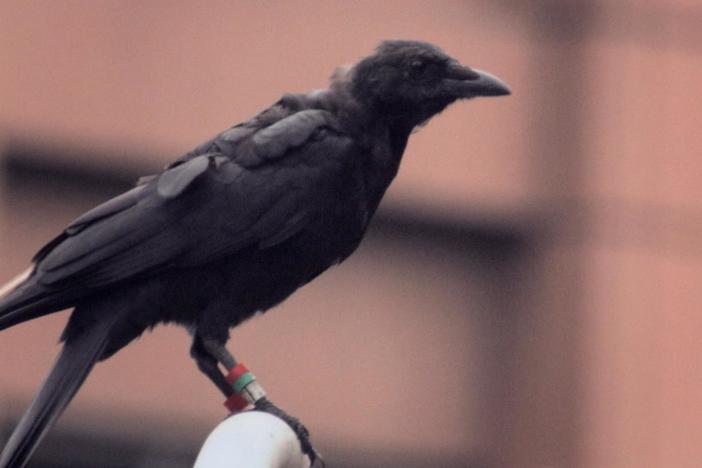 Researchers from the University of Washington conduct a long-term experiment