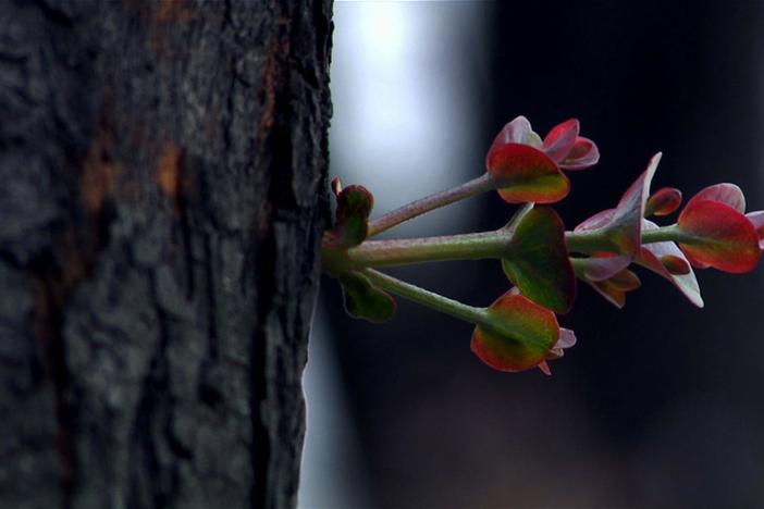 Within weeks after the bush fires of Black Saturday, the forests begin to regenerate.
