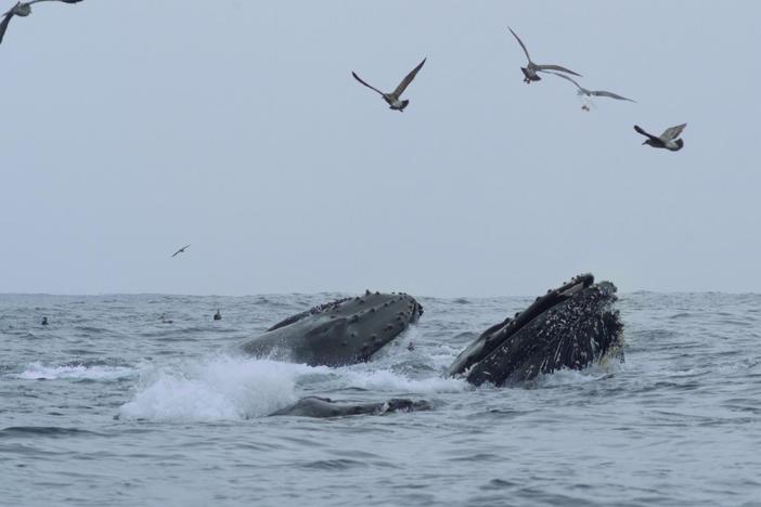 Whales have been turning up entangled, injured or dead in record numbers. A group of volun